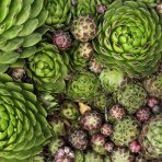 Skalná ruža (Sempervivum tectorum) - kont. P9